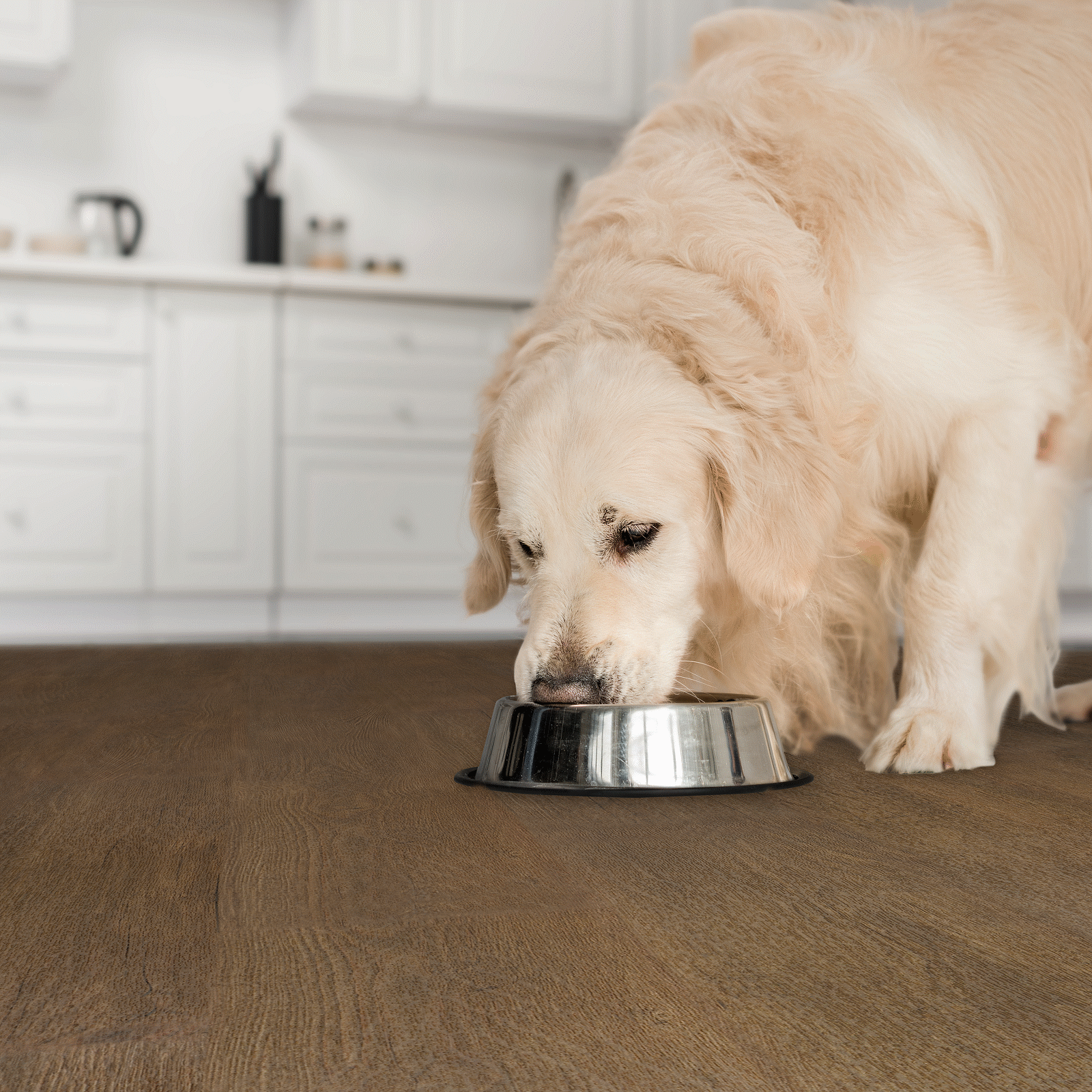 A dog eating out of a bowl on the floor.